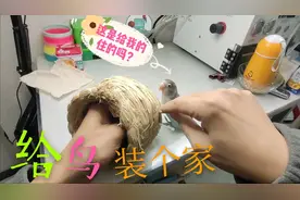 天冷了，给小球球买了个鸟窝过冬，暖和温馨，小鸟进去就不想出来