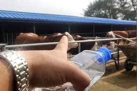 牛流眼泪，牛有眼屎怎么办？飞哥教你一招视频封面