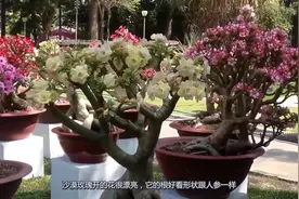 “沙漠玫瑰”难得一见，养在家里当盆栽，谁看谁羡慕视频封面