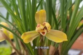 你能否分清兰花瓣型花？小李哥教你分辨兰花的瓣型花，简单易懂！视频封面