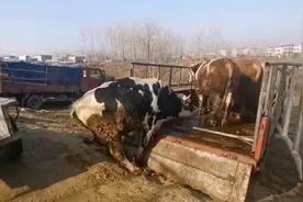 大爷卖牛：1350斤大奶牛，成交价18880元，这价格大爷不是很满意视频封面