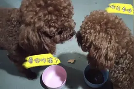 劝大家不要养两只泰迪狗，一天到晚打架，不能消停一会儿