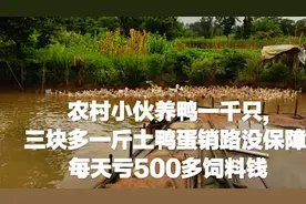 农村小伙养鸭一千只,三块多一斤土鸭蛋销路没保障,每天亏500多视频封面