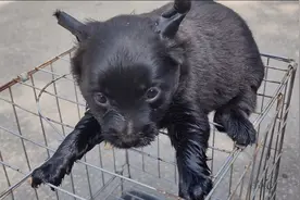 第一次见纯黑色的小鹿犬，300一只，真是便宜又好看视频封面