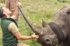 犀牛角被生生切割！现在才知道，人类是为了保护犀牛安全