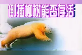 倒插柳树能否存活视频封面