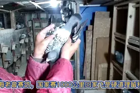 上海老曾赛鸽，国家赛1000公里回家，飞是硬道理能留种鸽视频封面
