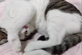 猫咪抱着自己睡觉，还打着呼噜，这得多信任主人，睡这么安心！视频封面