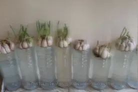几块钱买的大蒜却是发芽的，舍不得丢，全养成了水培盆栽视频封面