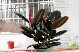 橡皮树叶片发软发蔫，纠正这4个“错误”，叶片肥厚红颜视频封面