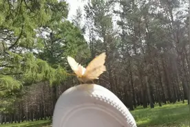 准备户外露营，有只蝴蝶落在小丽身上赶也赶不走，什么原因视频封面