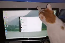 想学上网的橘猫视频封面