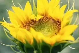 猕猴桃价格触底，顾客蜂拥抢购，到底值不值？视频封面