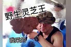 翻山越岭防毒蛇只为采仙草一野生灵芝,你见过这么多的野生灵芝吗?视频封面