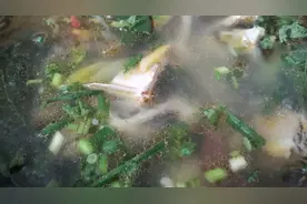 这才是贵州清汤鱼正确的做法，汤汁诱人，值得收藏