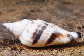 贝壳是怎么来的？这么来的！