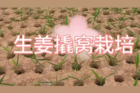 生姜撬窝栽培，适宜粘性土壤，密度大，入土深，产量高，品质好