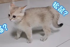 招财猫：三个月的小奶猫到底有多活泼？蹦蹦跳跳像个小松鼠