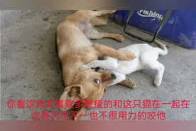 中华田园犬天天和猫缠在一起，把猫当自己的孩子对待，这狗太灵了