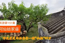 增城八景正果寺，何仙姑家庙瓦脊上生长着一棵百年仙桃，拍出天价视频封面