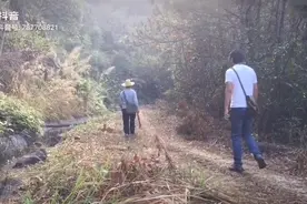 冬季 大山里的鸭脚木花开了视频封面