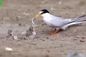 北极燕鸥孵化初生到育雏过程实录！