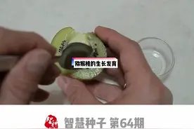 猕猴桃（奇异果）（种子）从种子到幼苗的生长发育过程#种子发芽#奇异果#猕猴桃 #三农#果树#dou十小助手视频封面