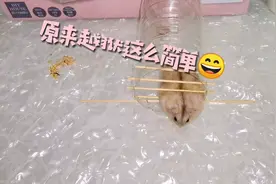 聪明的小仓鼠巧妙越狱，主人：你这样钻出来的不算！视频封面