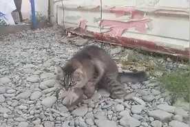 谁说猫打不过黄鼠狼？那是宠物猫！中华小老虎狸花猫碾压黄鼠狼！视频封面