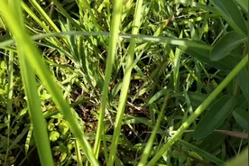 农民山上寻找一种草药，看看大家都稀罕的“独脚金”是什么样子的视频封面
