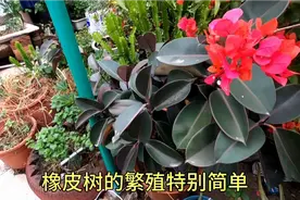 橡皮树老桩不生长，剪上几刀促发新芽，枝条扦插，三个月油光发亮视频封面