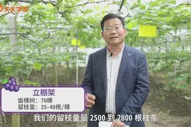 产量太高其实没用！葡萄卖得贵，增甜上色才是王道！要增甜先控产