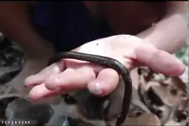 水蛭你敢吃吗？看看他是怎么吃法视频封面