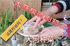 蒜苗好吃，它的根须更是好东西，营养又美味，赶快做起来！视频封面