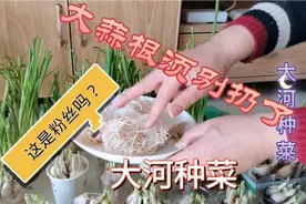 蒜苗好吃，它的根须更是好东西，营养又美味，赶快做起来！视频封面