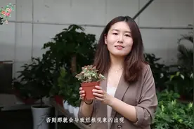 家庭室内好养又吸收甲醛的盆栽植物：艳日辉的养护方法与技巧！视频封面