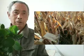 我用这样的方法晾晒玉米，网友们不理解，现为你解答疑惑。