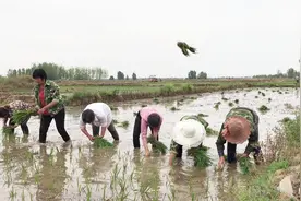 实拍：农村人工插秧全过程，多少人童年的回忆，你还会插秧吗？