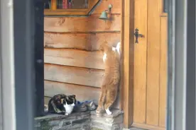 超有礼貌的猫咪，回家先按个门铃，这是成精了吧视频封面
