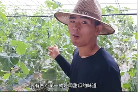 怎么认识甜瓜生熟，2分钟学会不吃亏