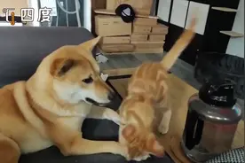 猫狗之间的友谊！狗狗回家猫咪在门口迎接：等你好久视频封面