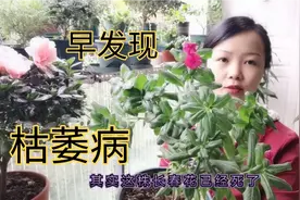 认识长春花“枯萎病”，发病初期的样子，发现得早，还能救一下！