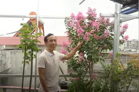 这种树寿命长，花期长，花色鲜艳美丽，不用嫁接也可以做成棒棒糖视频封面