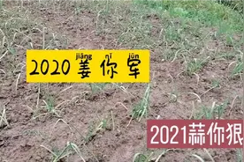 生姜2020姜你军，大蒜2021上演蒜你狠，大葱翻倍上涨只是开始视频封面