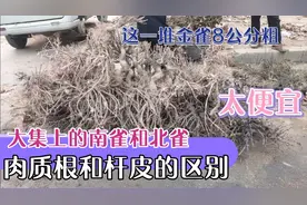 现场看金雀花中的南雀和北雀的区别，盆景四大家，八公分粗几十米视频封面