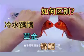 今天展示一下锦鲤草金冷水鹦鹉，看看它们有什么不同