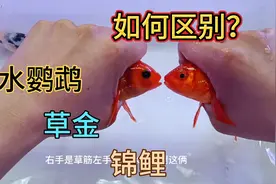 今天展示一下锦鲤草金冷水鹦鹉，看看它们有什么不同