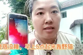 母子2人暂居农村，每天被野猫困扰，请网友支招如何成功赶走野猫视频封面