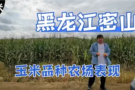 黑龙江密山农场，种植的玉米品种，亩保苗4500株，亩产量1500斤。视频封面