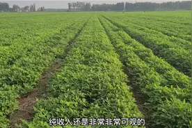 西瓜加花生的套种新模式，每亩收益8000元种地照样赚大钱视频封面